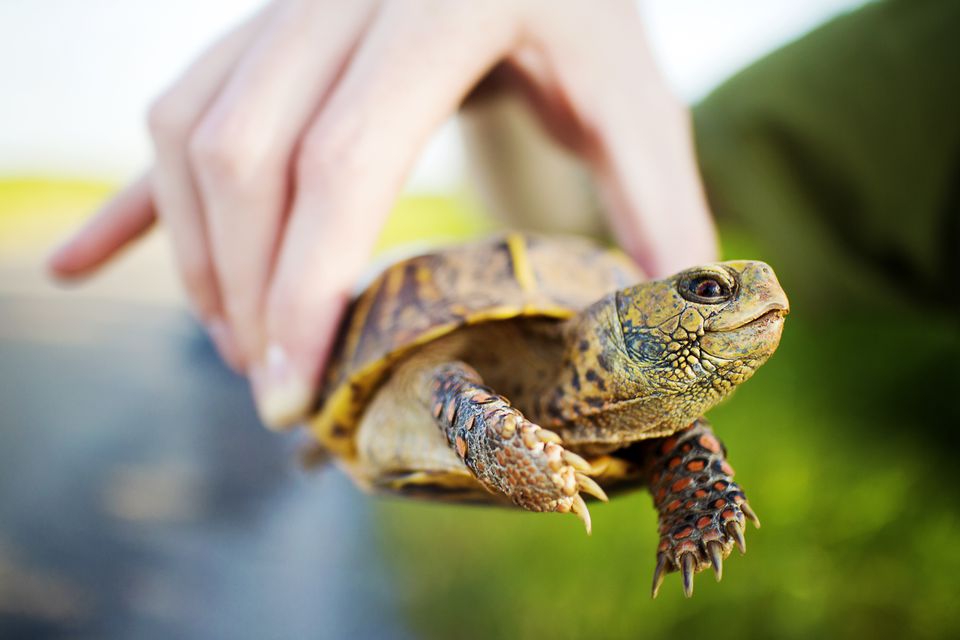 person holding a box turtle by the shell