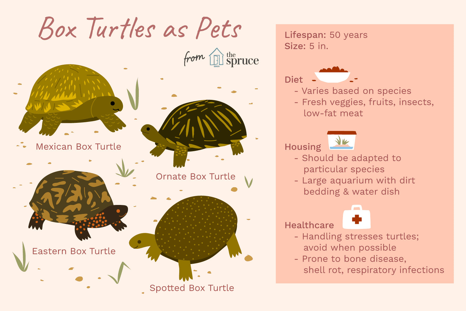 box turtles as pets care information