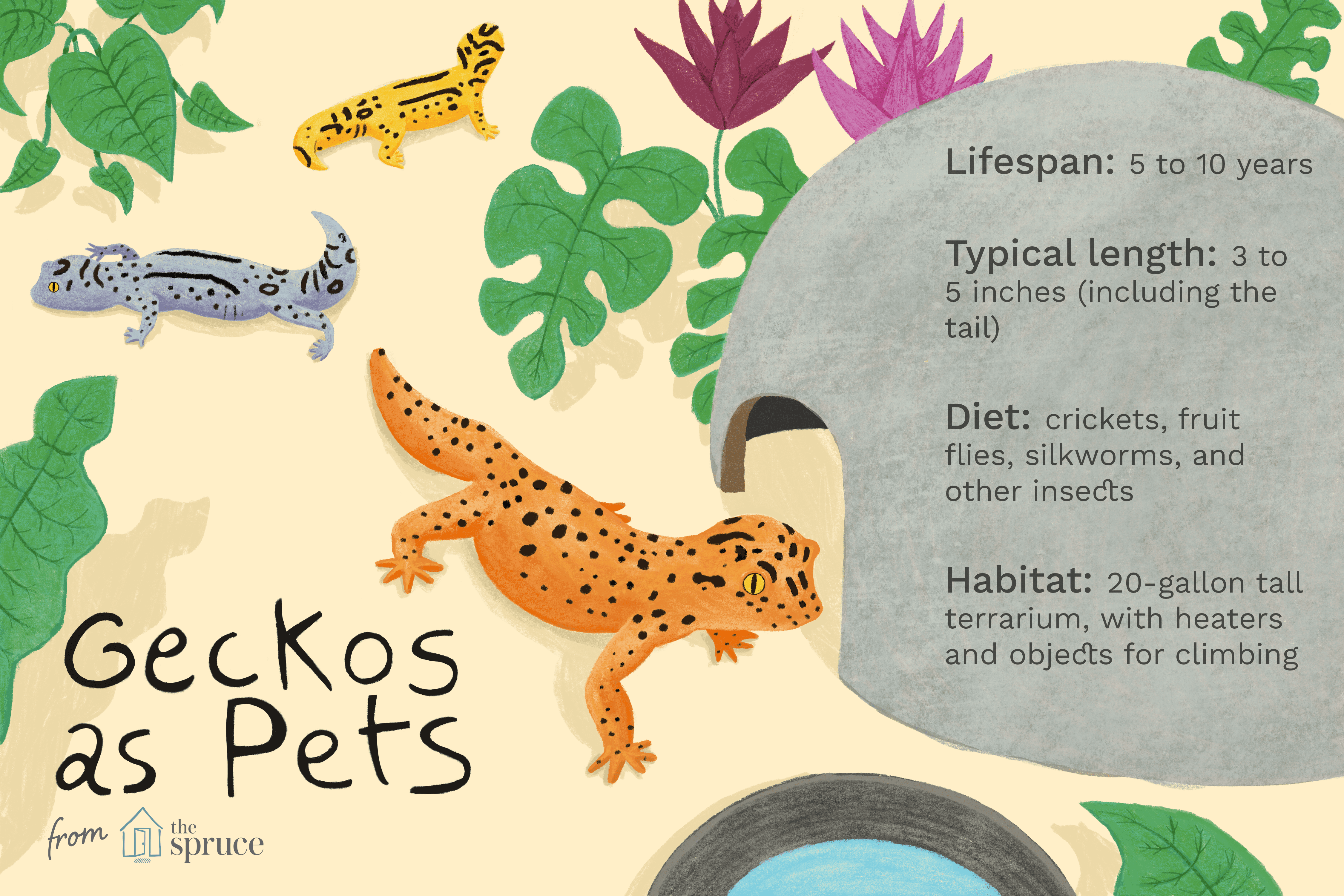 Illustration about geckos as pets