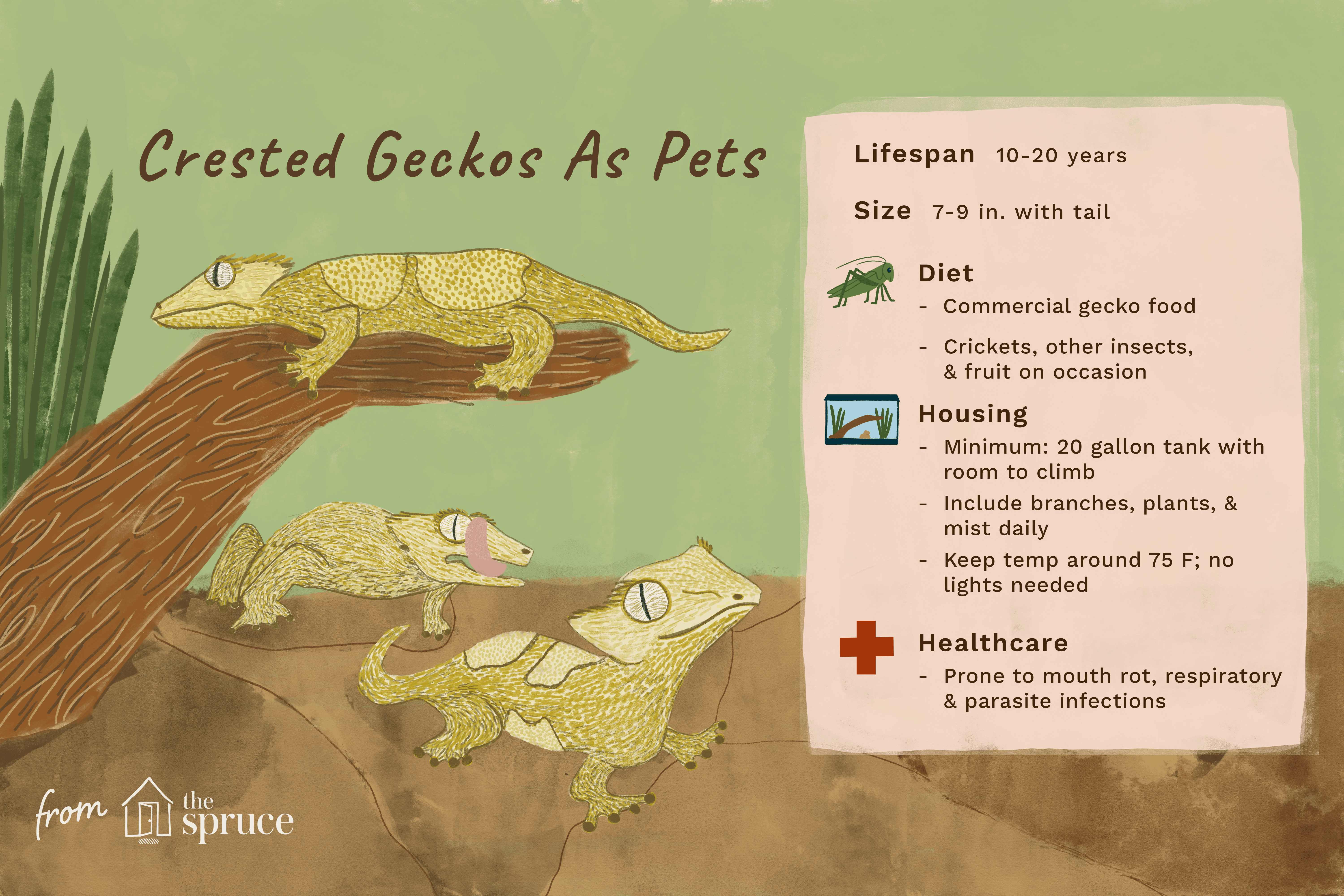 crested geckos as pets; care sheet