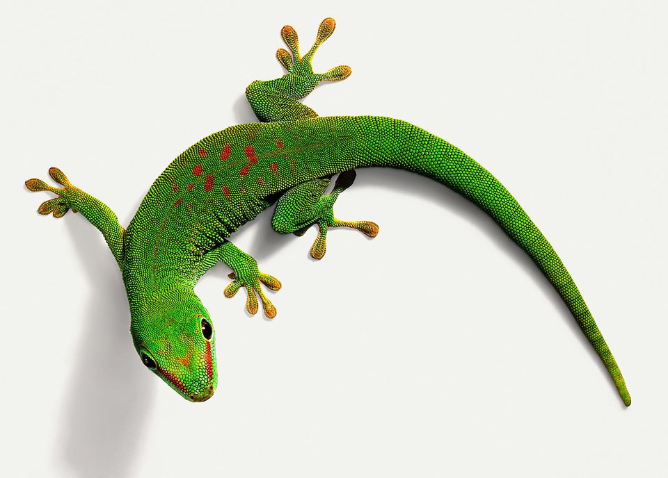 Day gecko on a wall