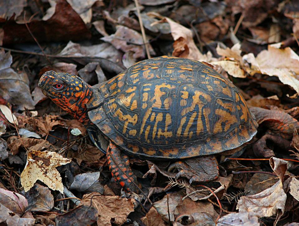 Eastern box turtle in leaves