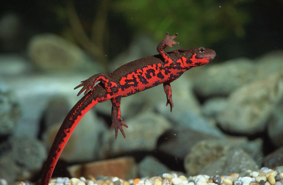 Japanese fire belly newt underwater