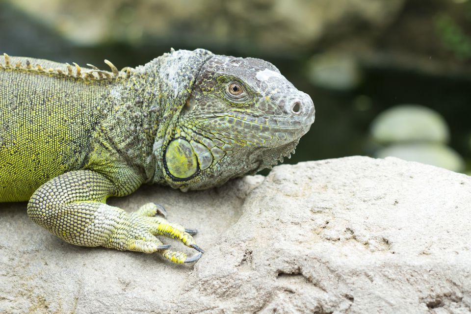 A green iguana