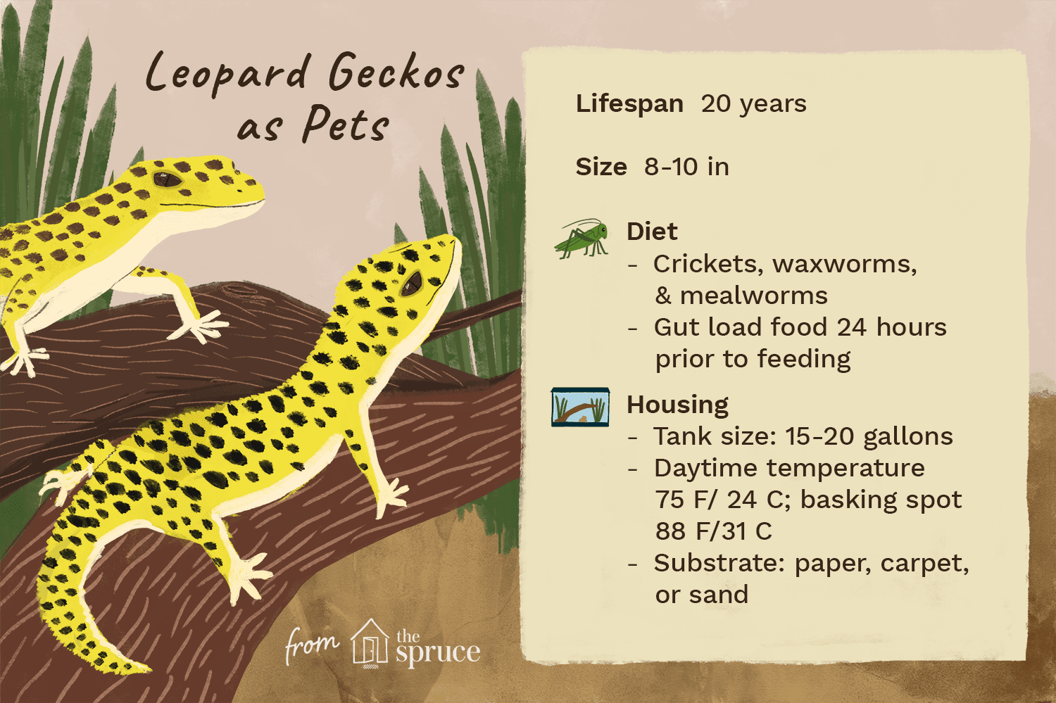 illustration of leopard geckos as pets