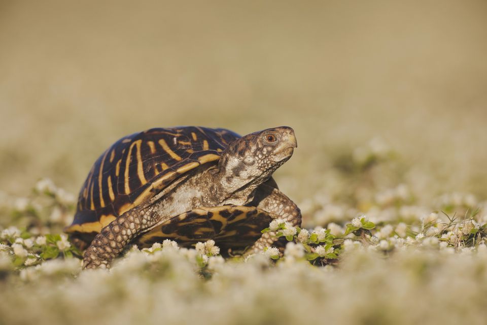 ornate box turtle (Terrapene ornata)