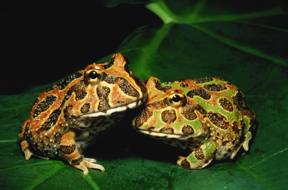 Pacman frogs or Ornate horned frogs (Ceratophys ornata) on leaf, close-up