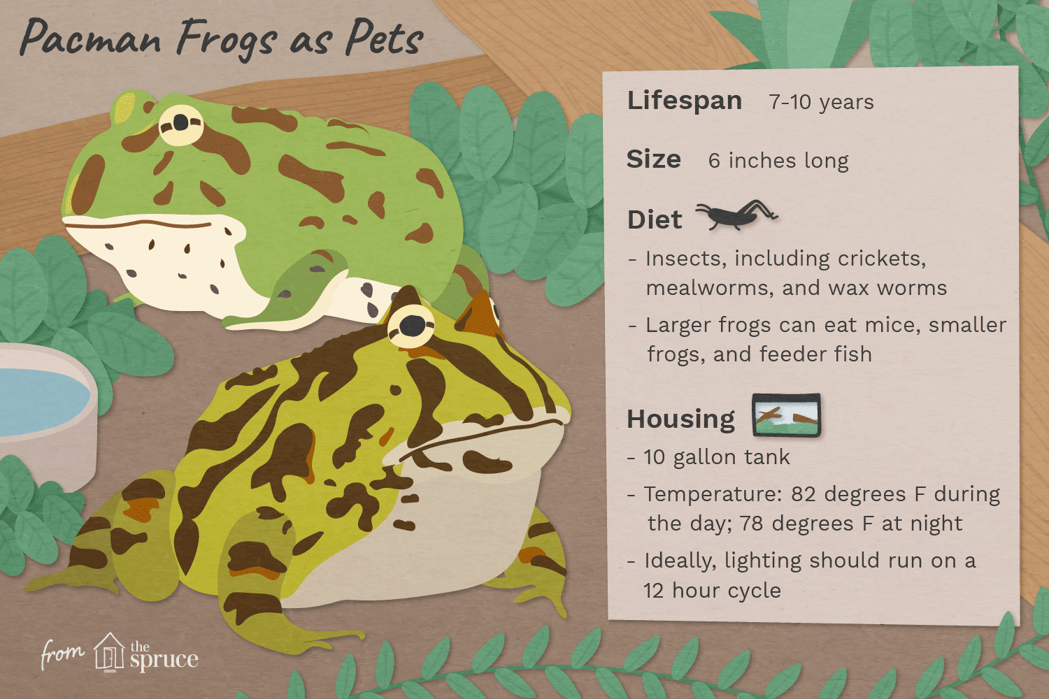 illustration of pacman frog as pets fast facts