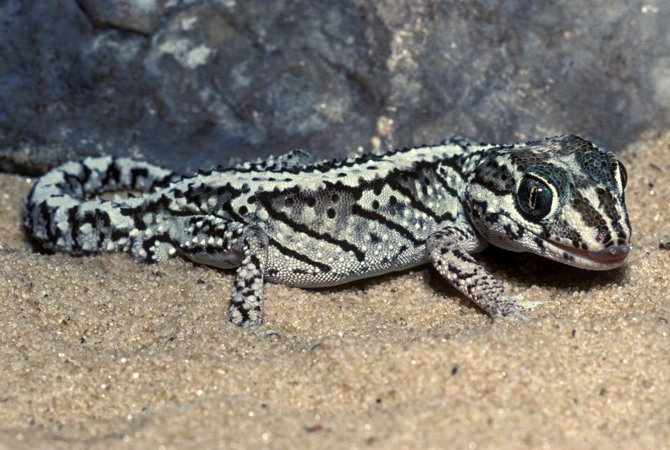 Panther gecko (Madagascar ground gecko)