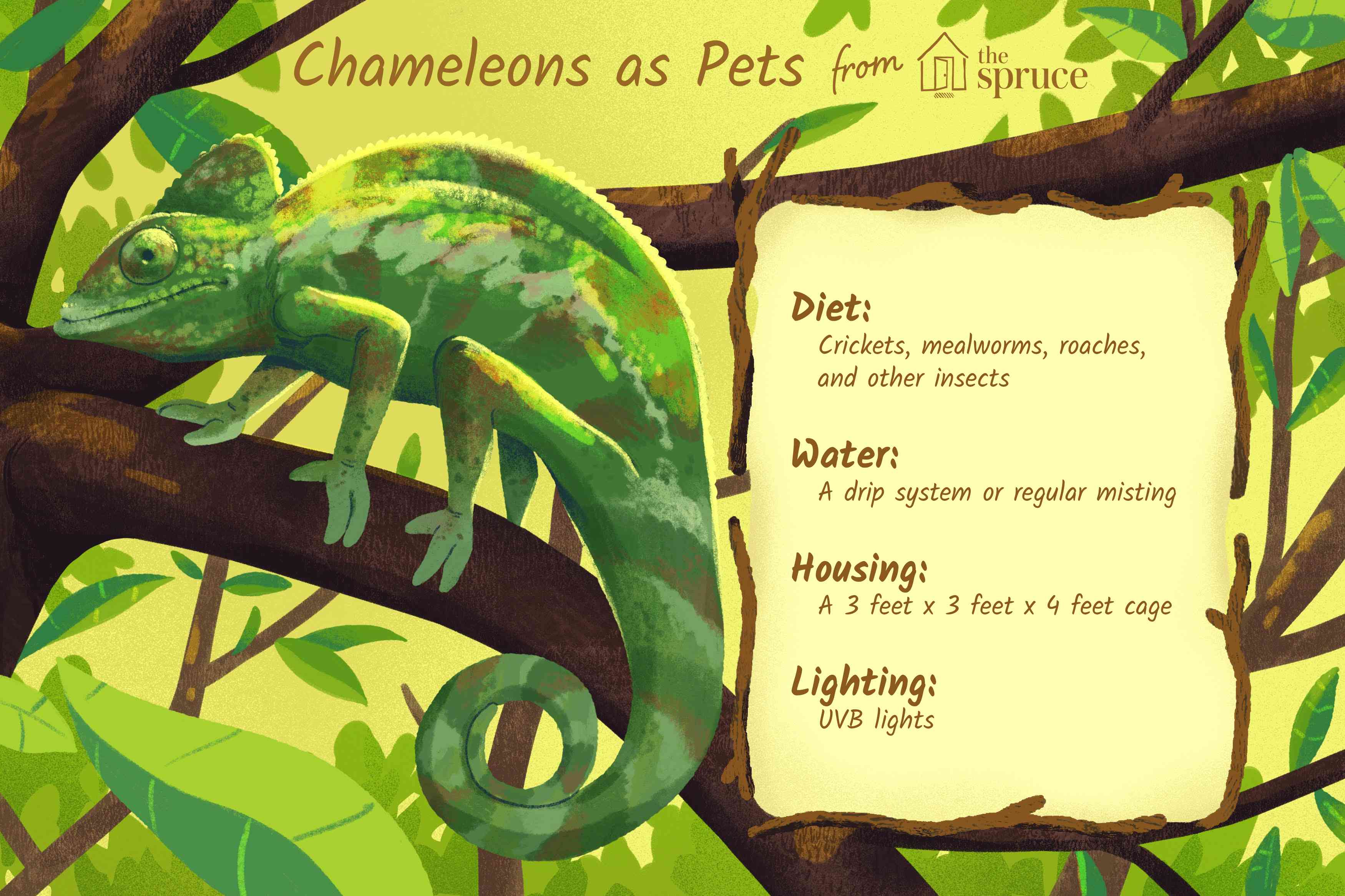 chameleons as pets illustration