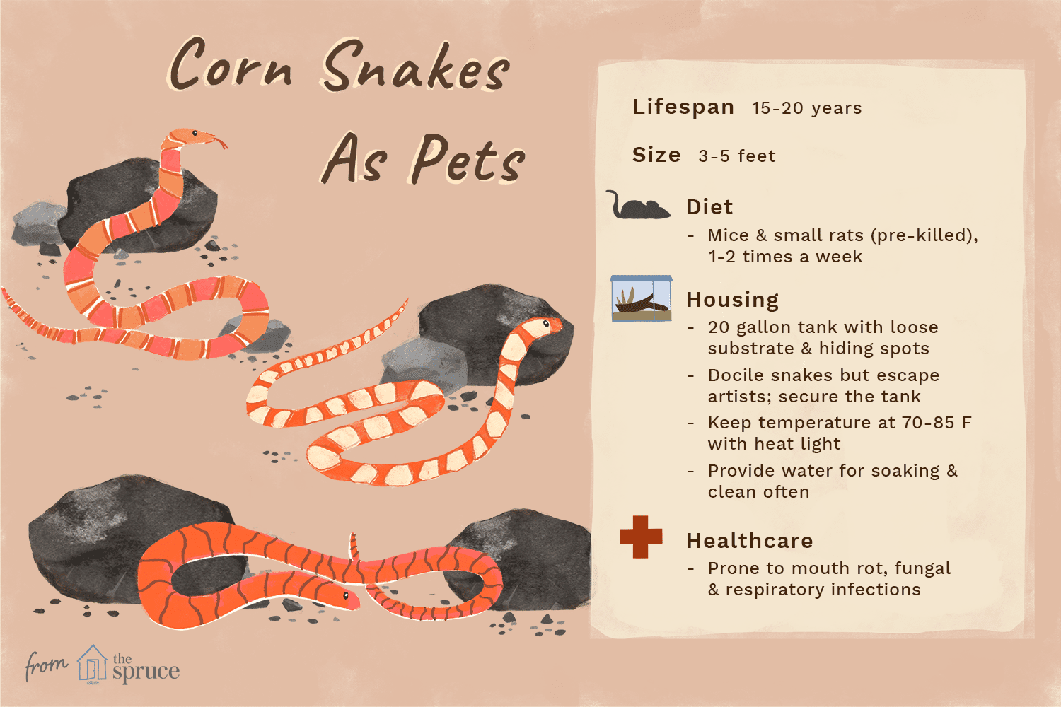 corn snakes as pets