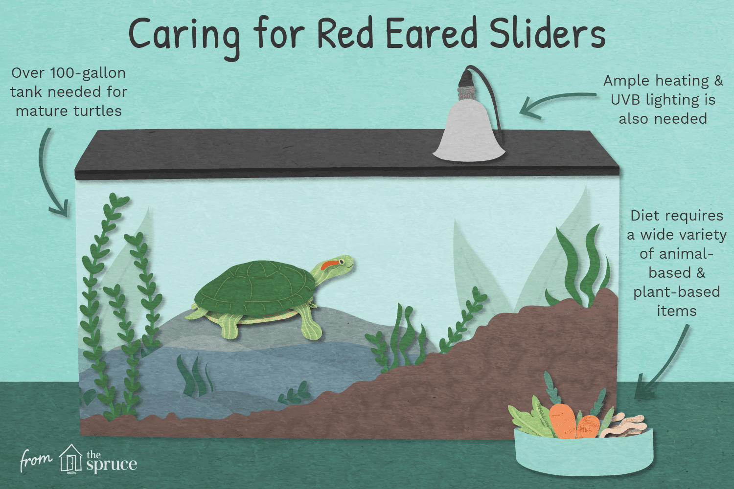 Caring for red eared sliders illustration