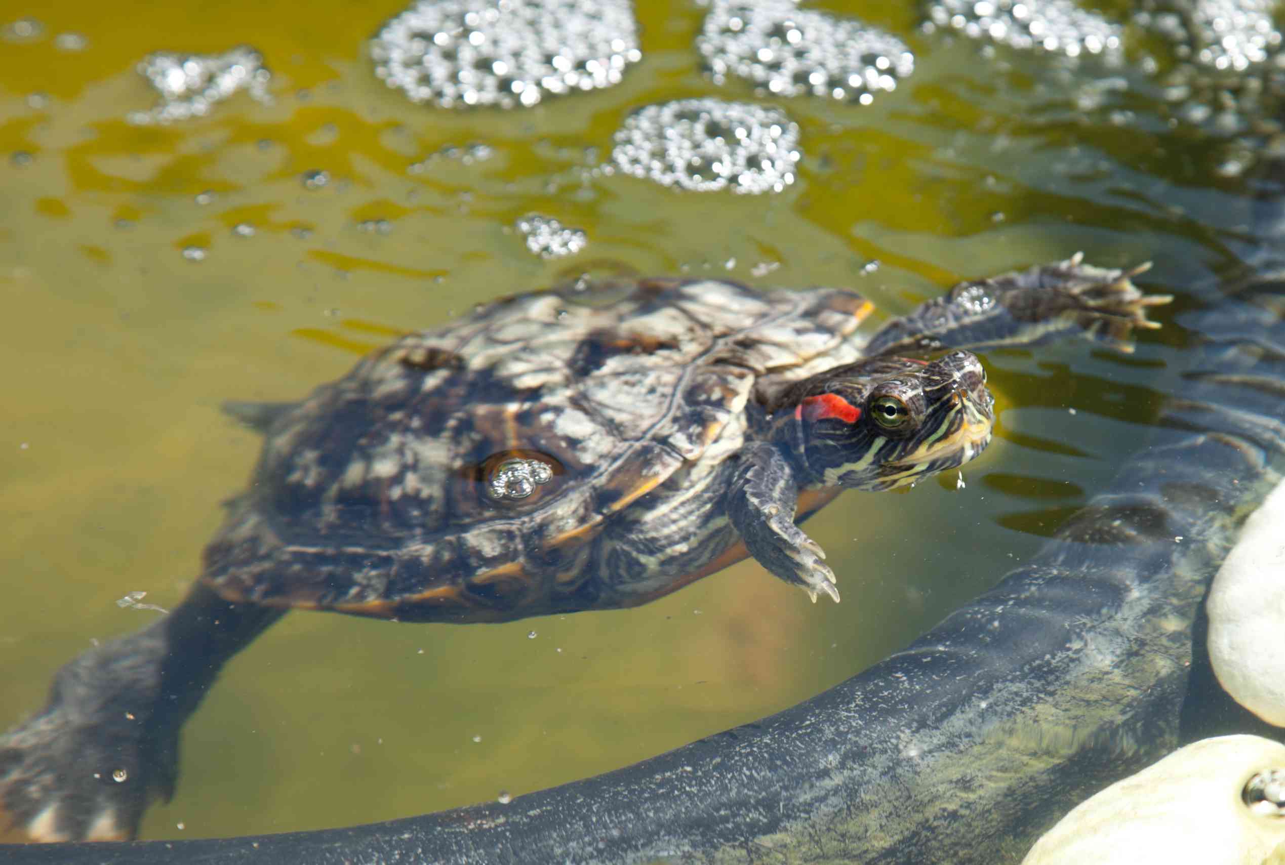 Red eared slider in a pond