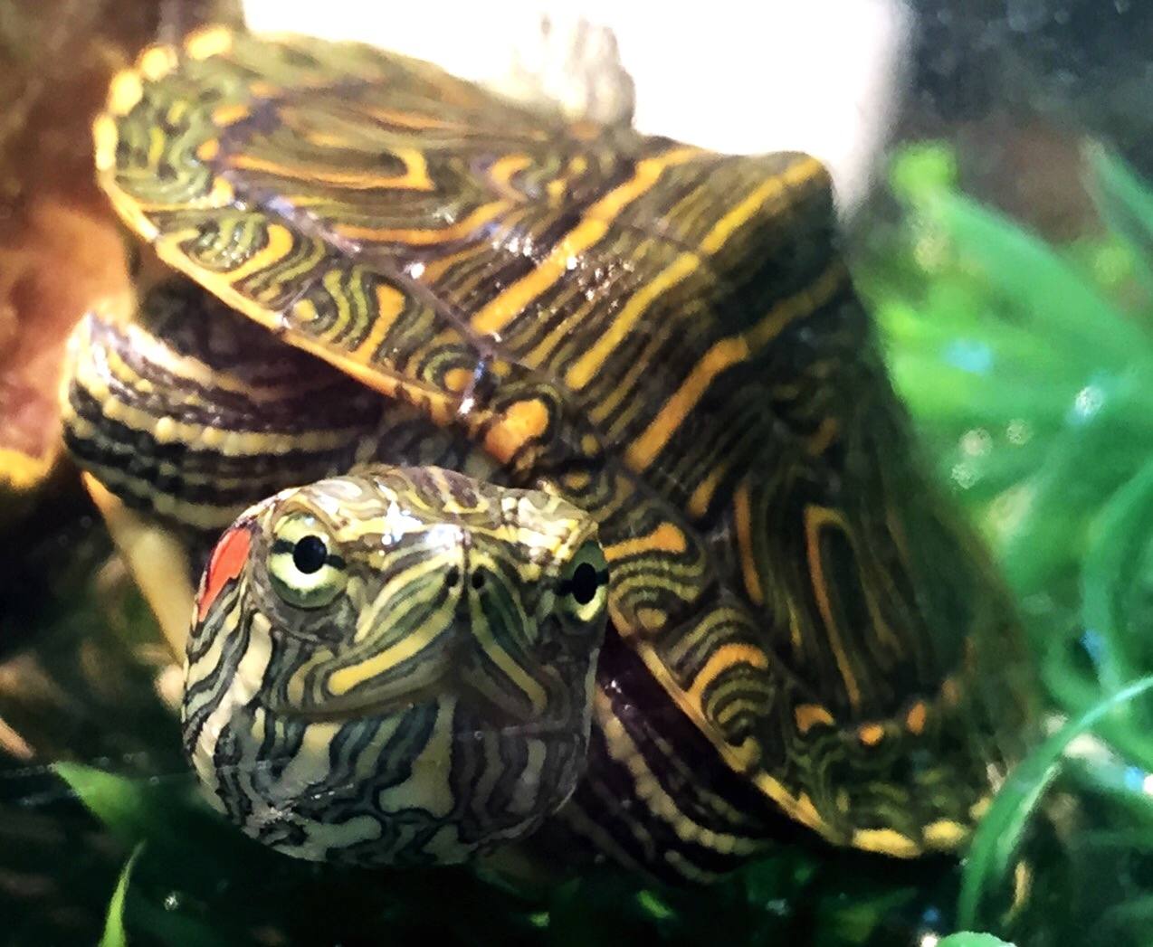 Red eared slider close-up