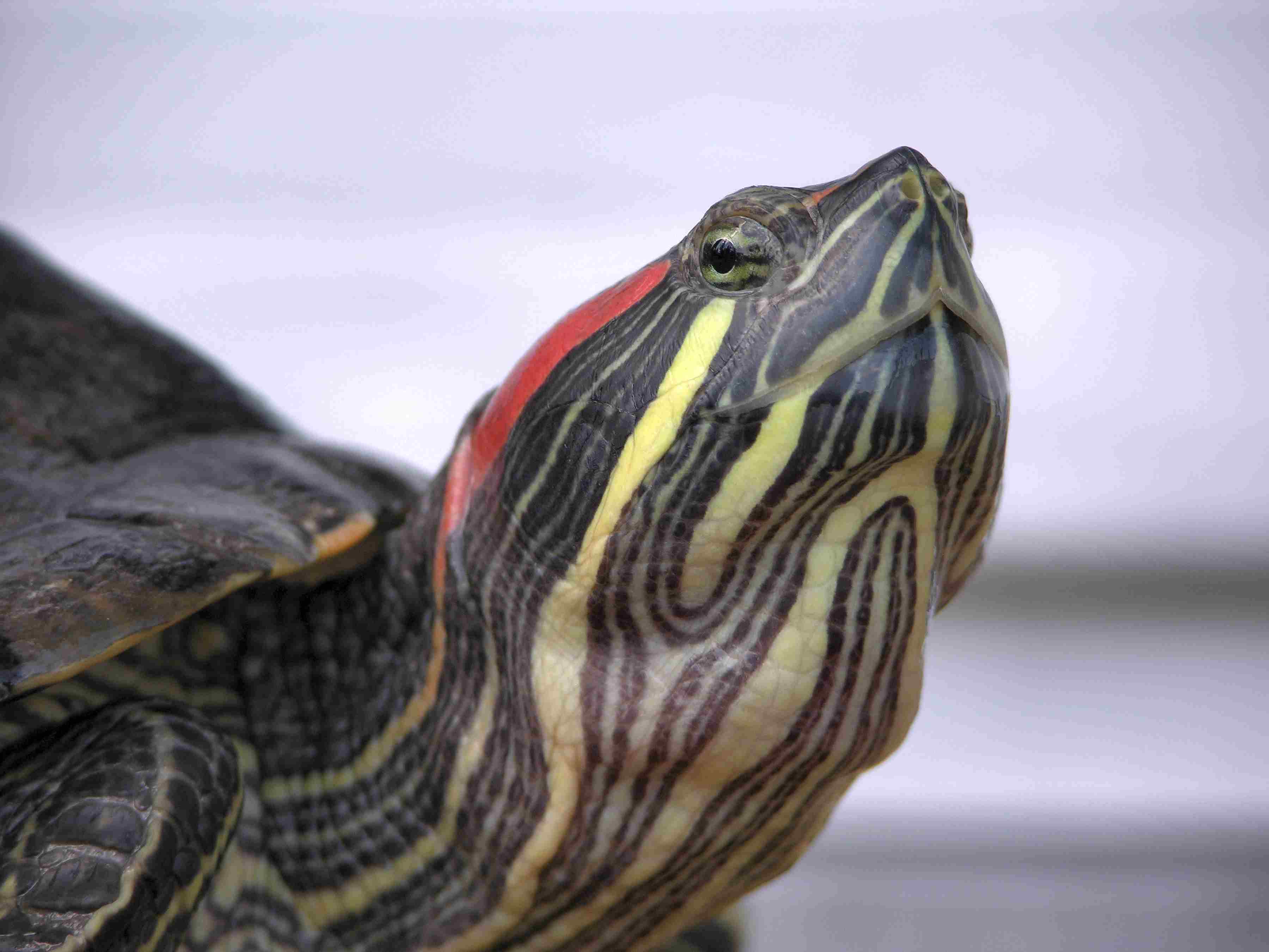 Red eared slider head close up