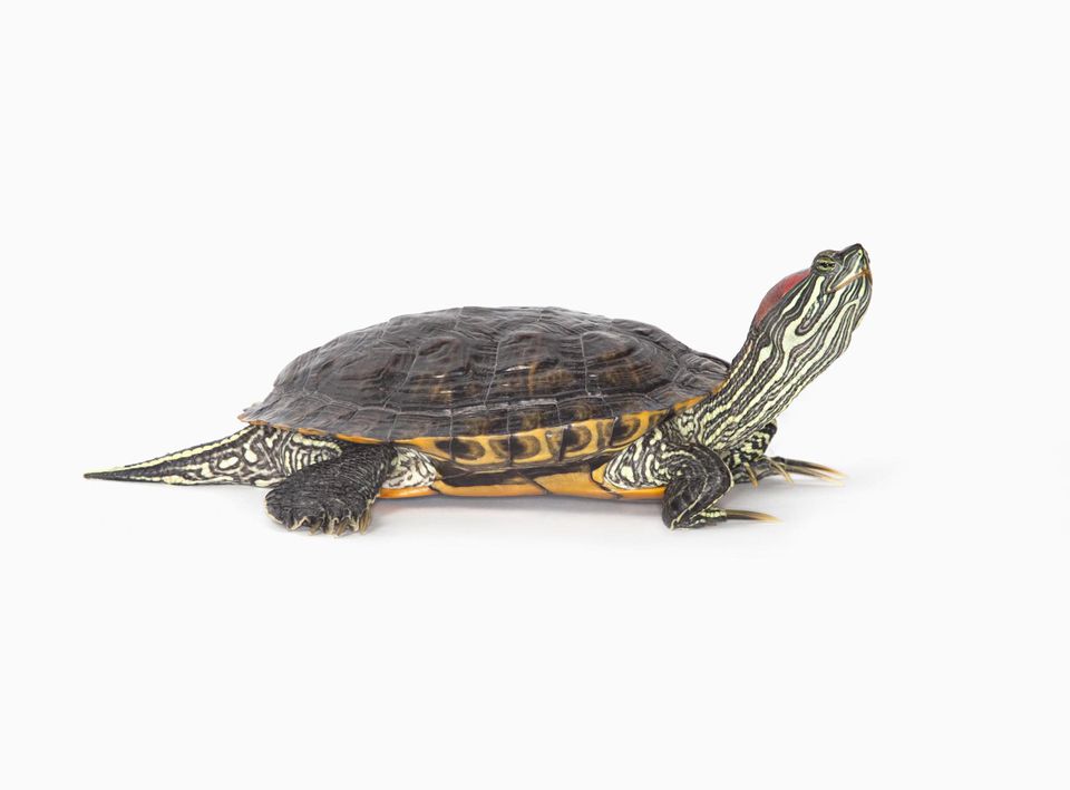Red-eared slider turtle against a white background