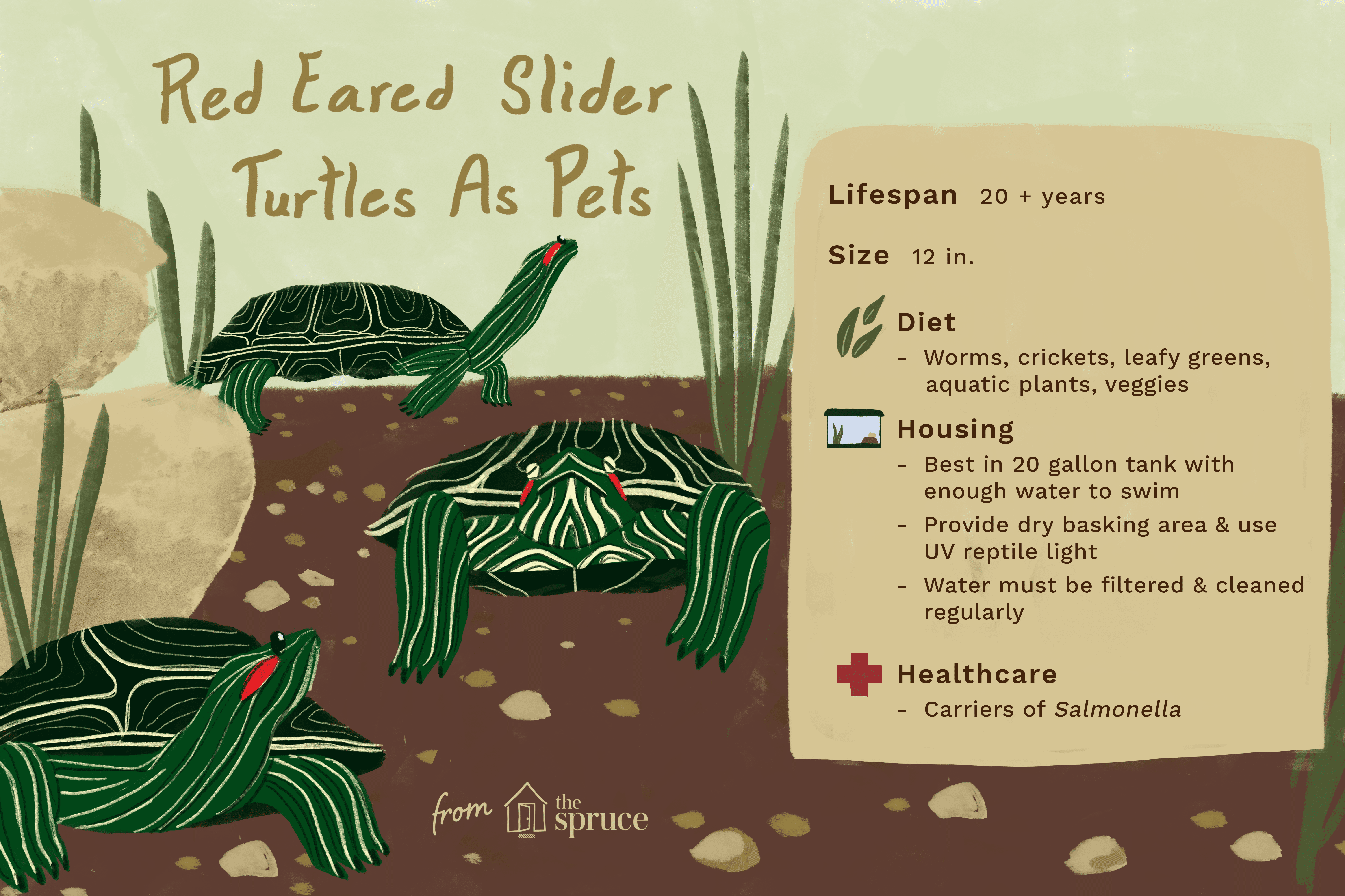 illustration of red-eared slider turtles as pets