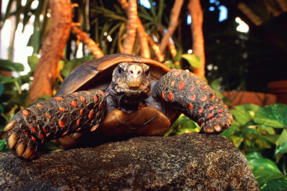 Red-footed tortoise crawling on a rock outside.