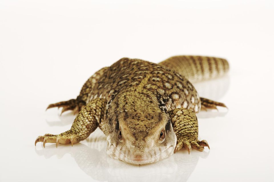 Savannah Monitor lizard, studio shot