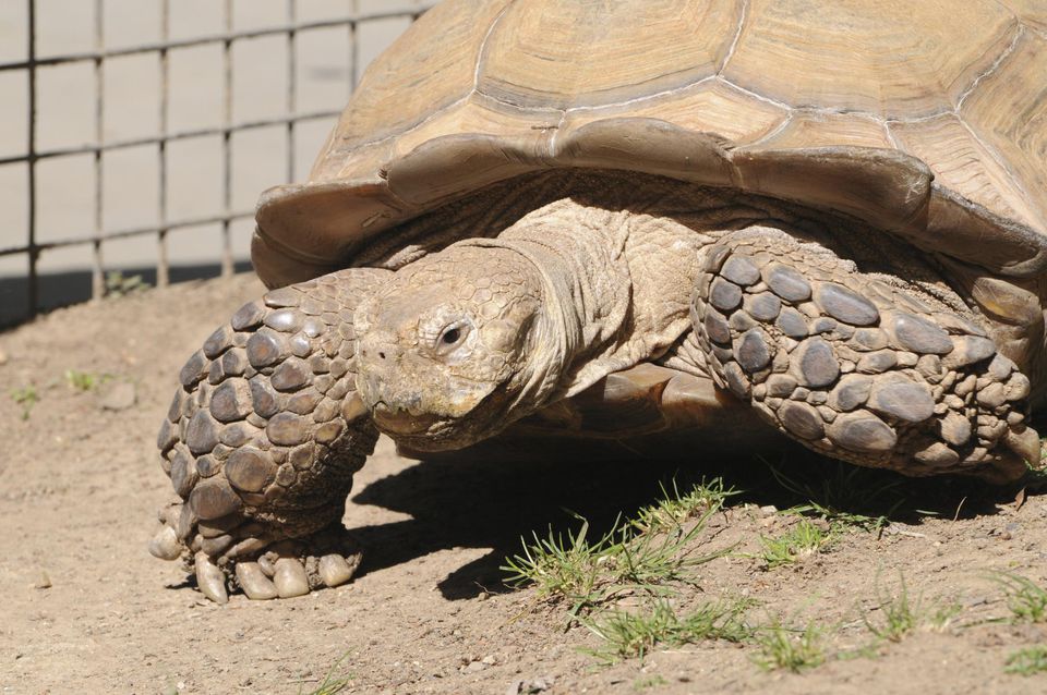 closeup of a sulcata tortoise