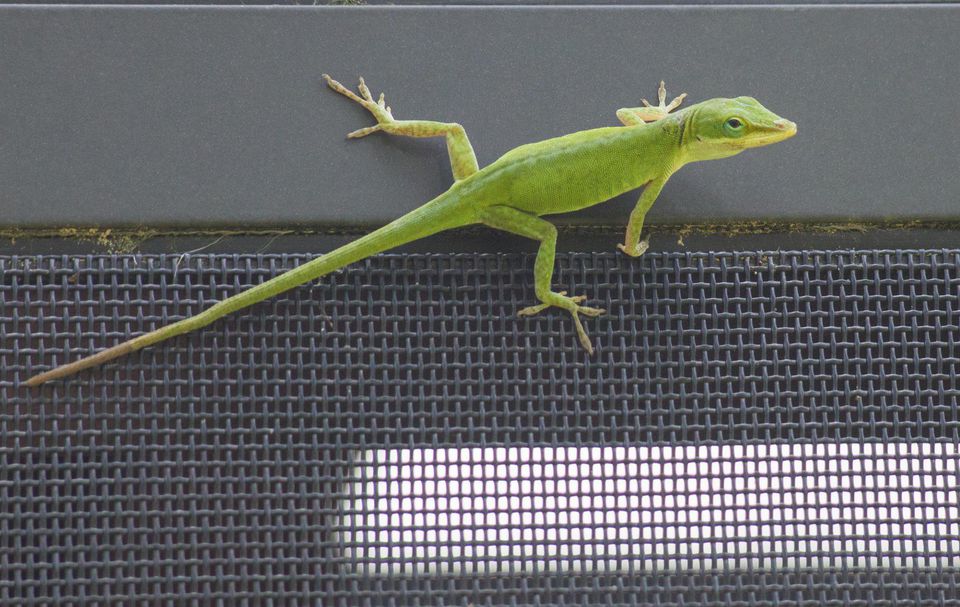A green anole lizard on a porch screen