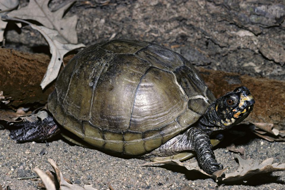 Three-toed Box Turtle, Terrapene carolina triunguis, central USA