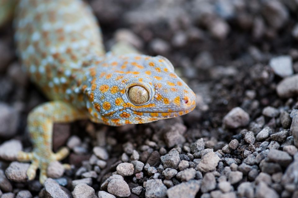 a closeup of the face of a tokay gecko