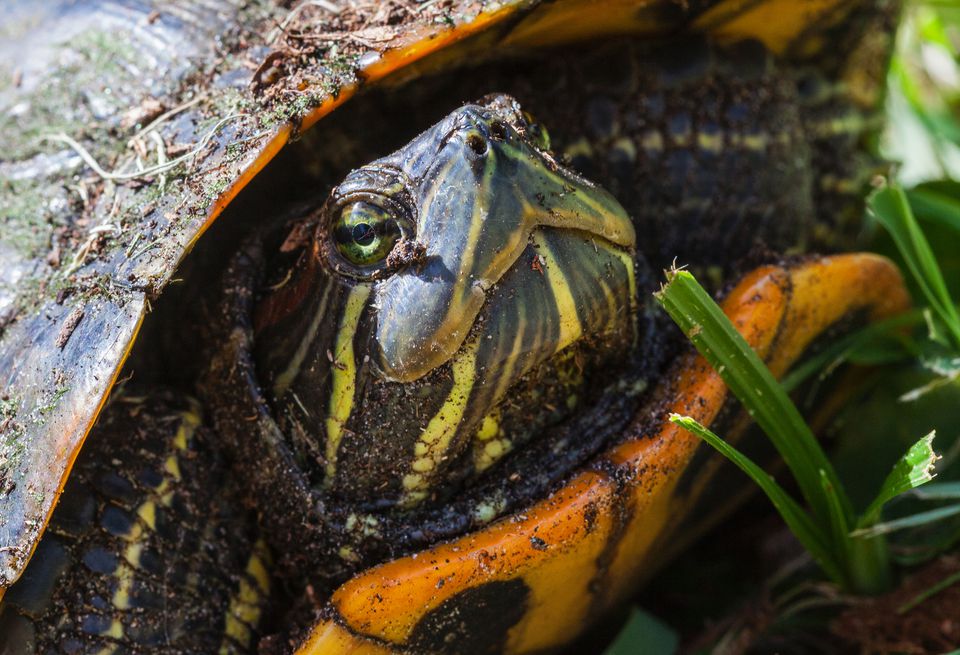 Yellow bellied slider close-up