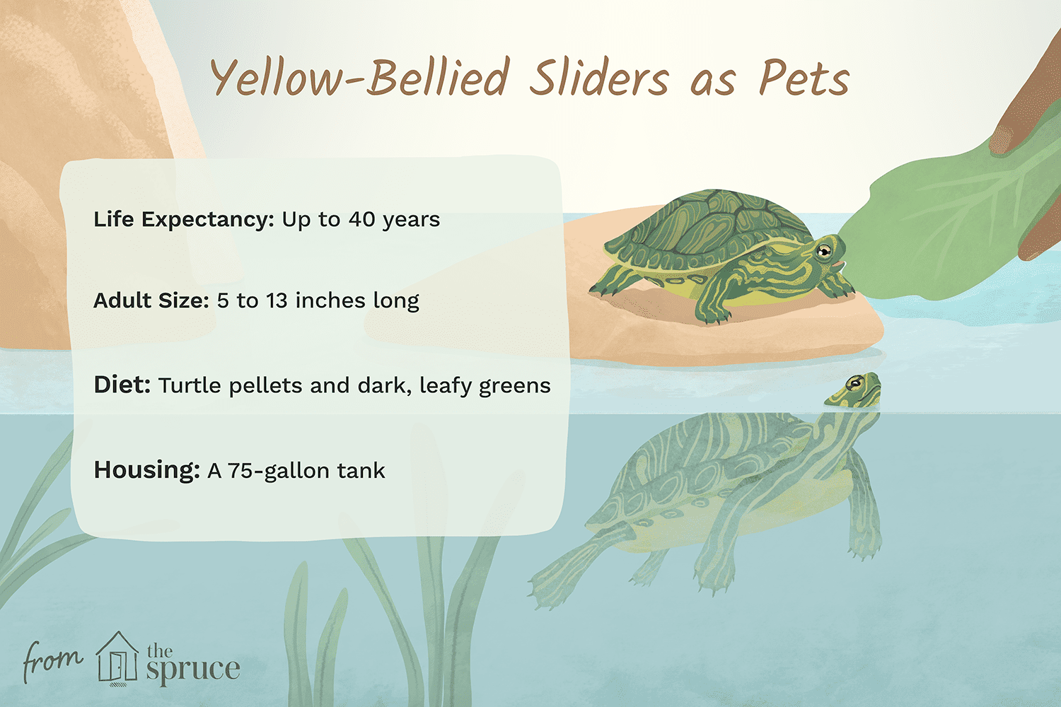 yellow-bellied sliders as pets