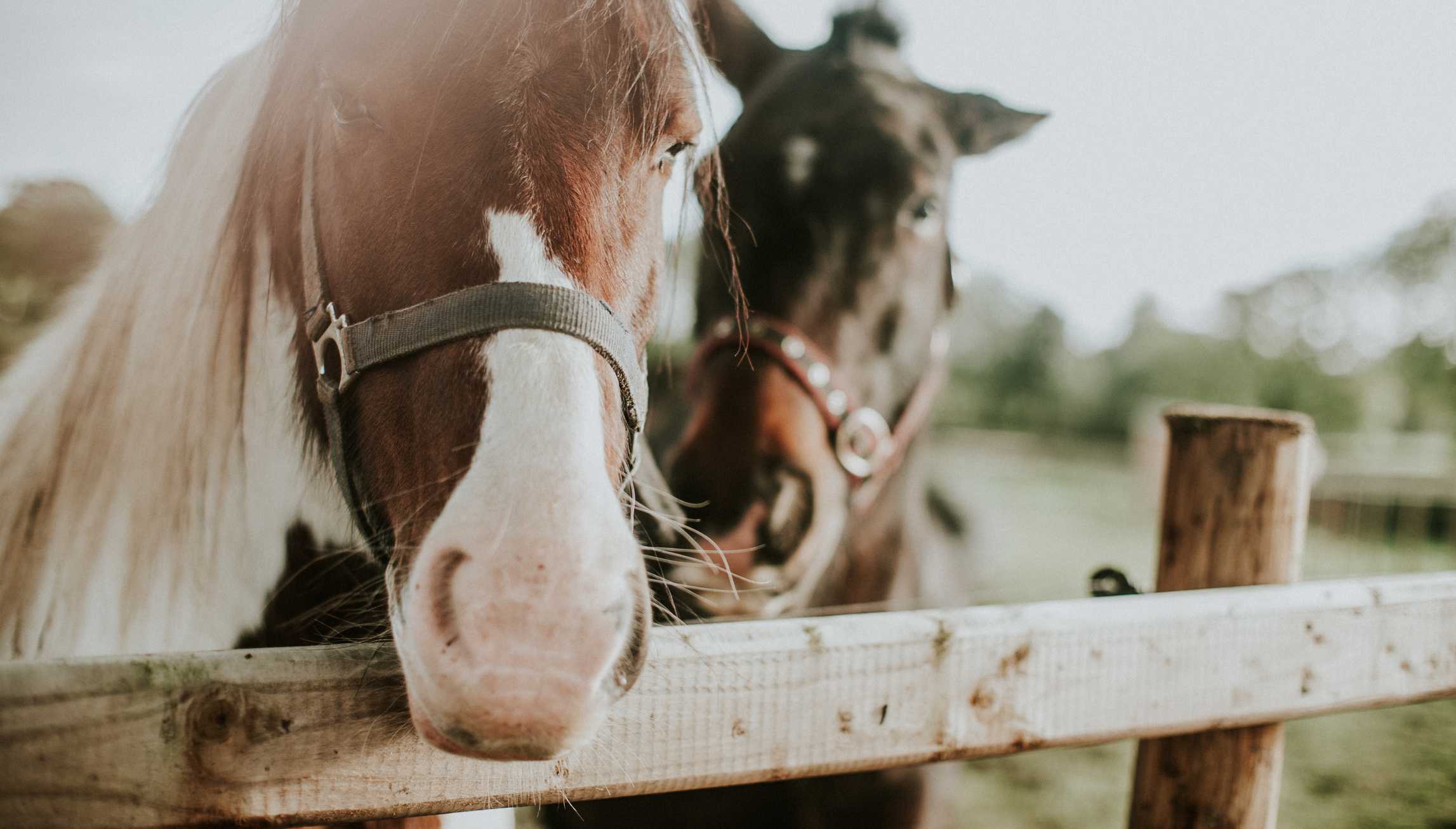 Two horses looking over a fence