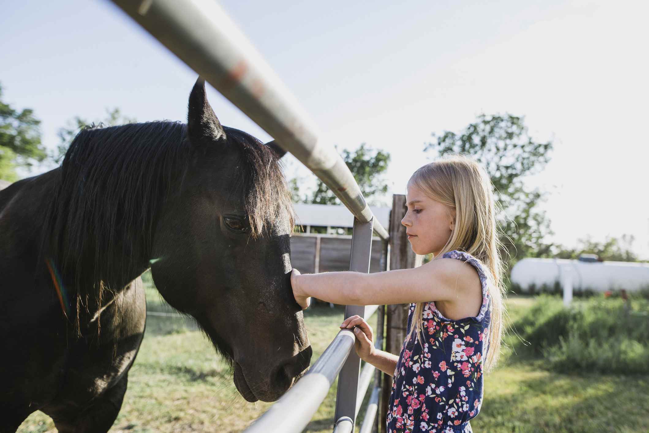 Girl petting horse through fence