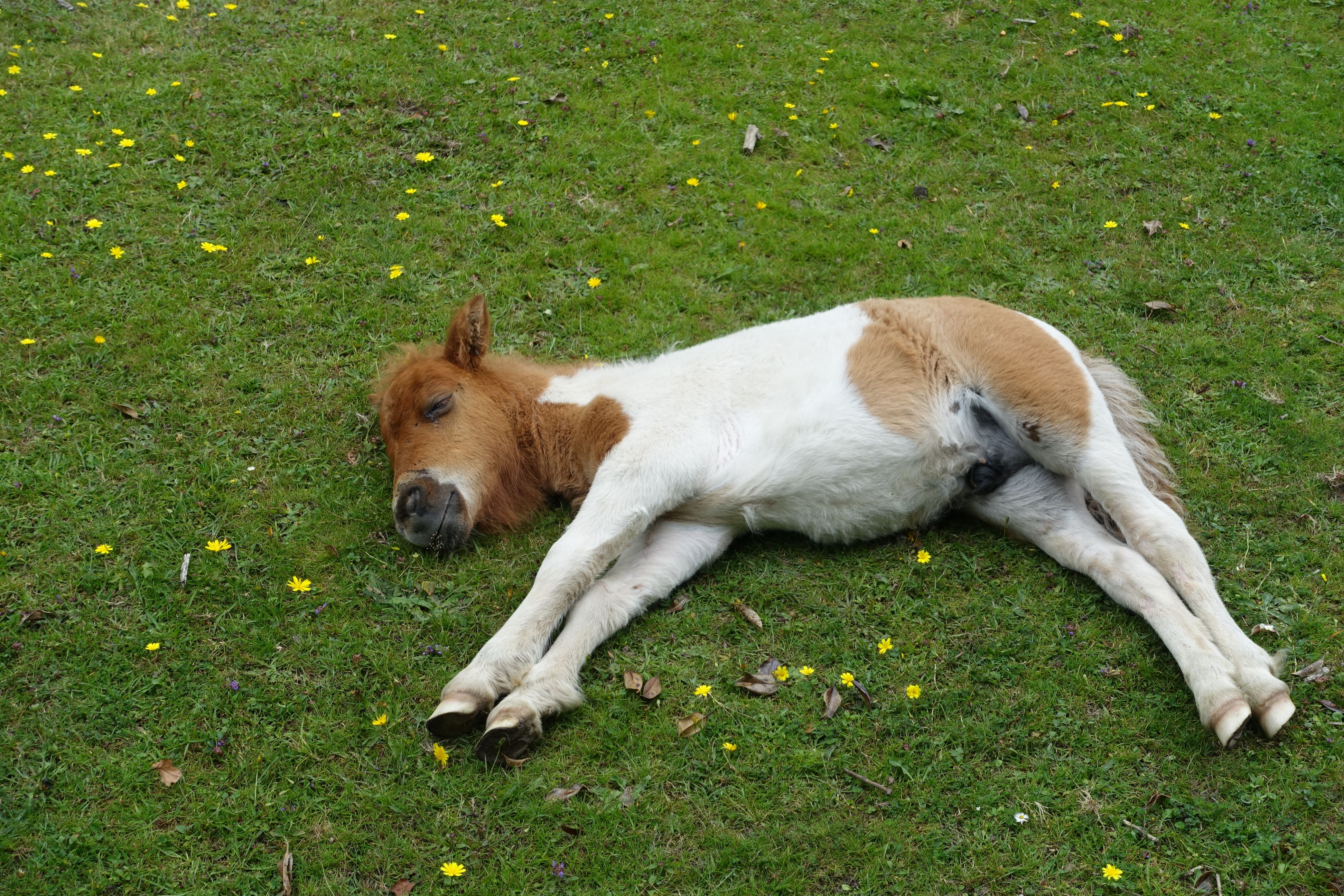 Low Angle View Of Foal Sleeping On Field