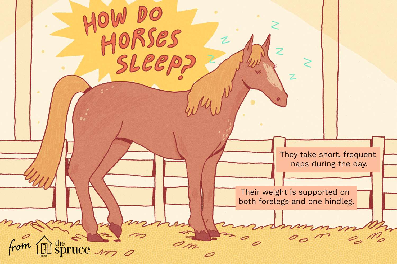 how do horses sleep illustration