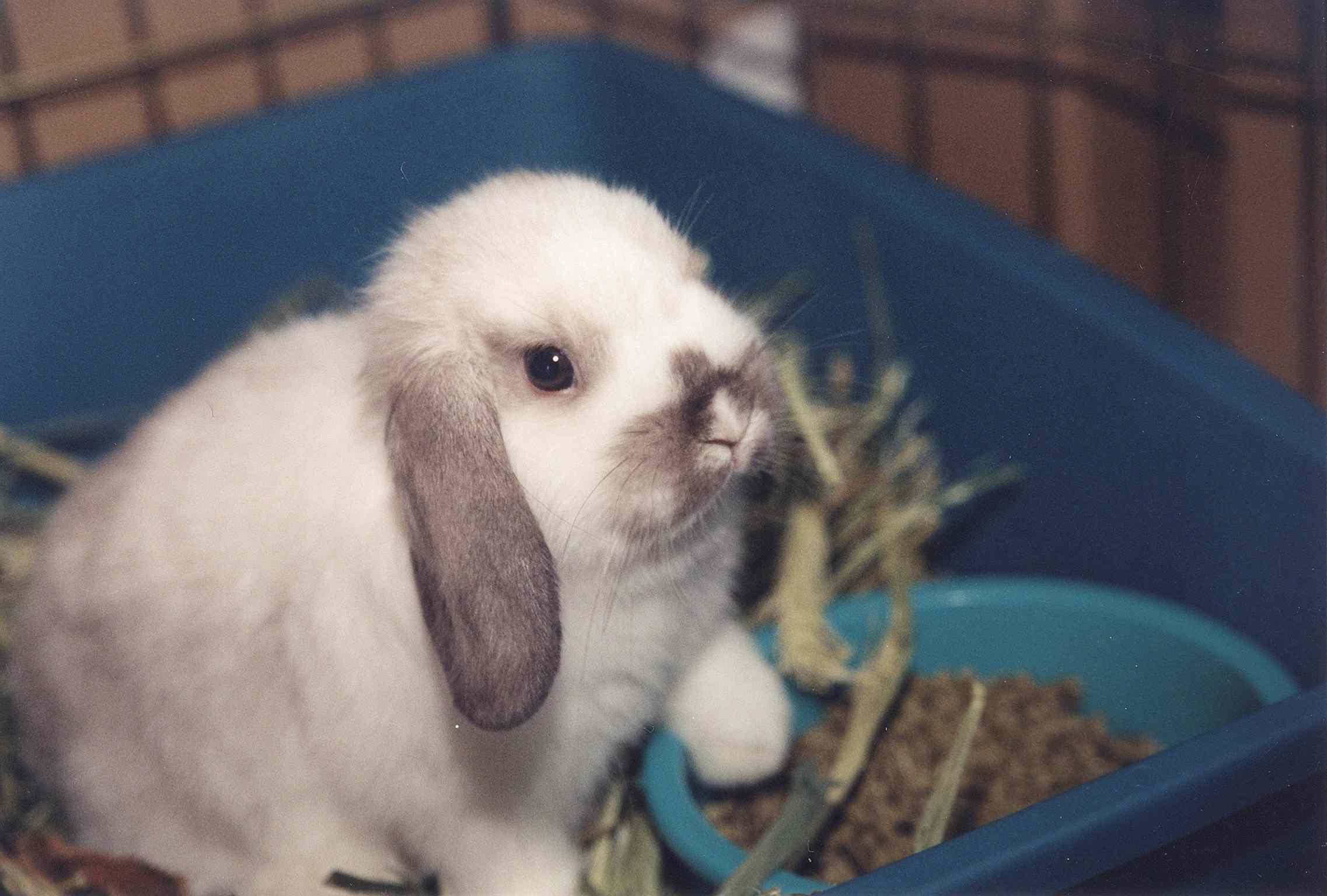 Mini lop-eared rabbit