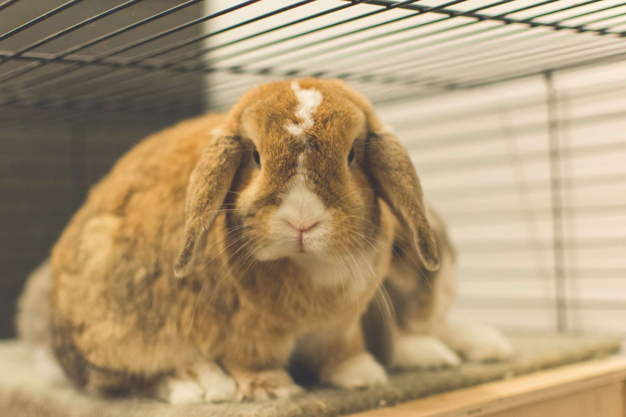 Lop-eared rabbit in cage
