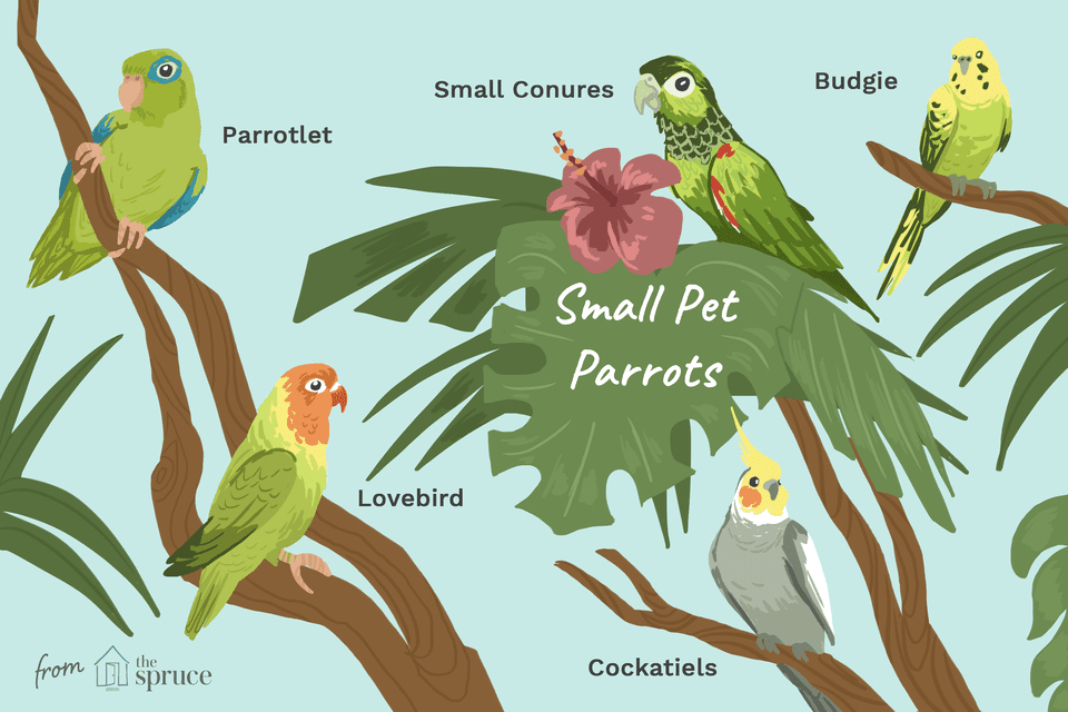 illustration of small pet parrots