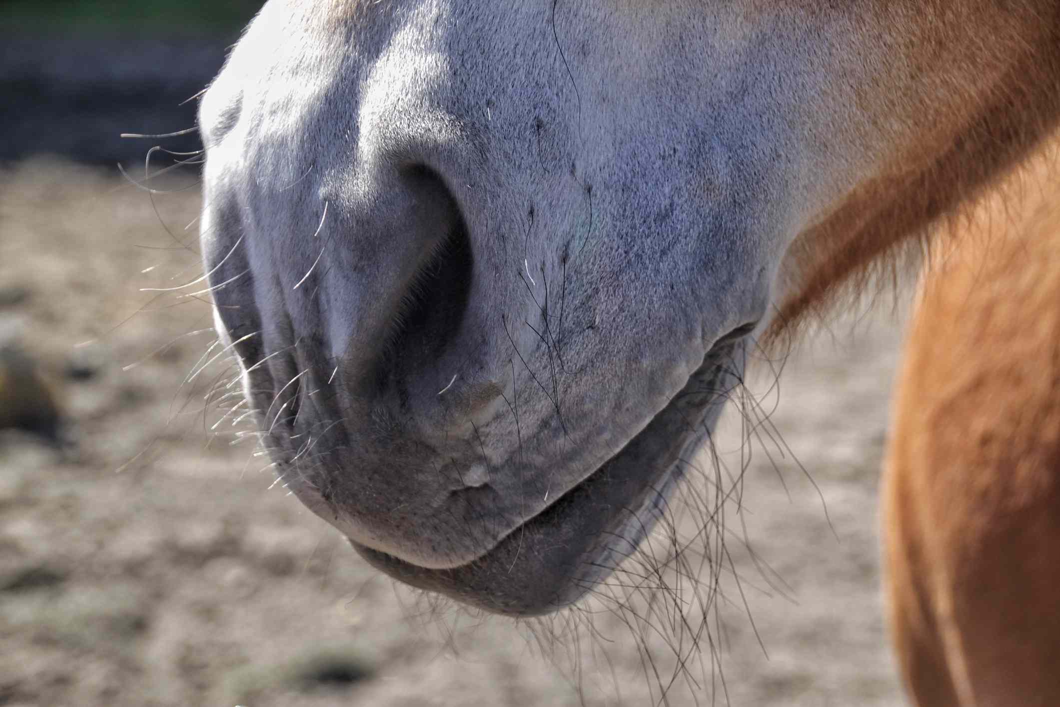 A horse's muzzle