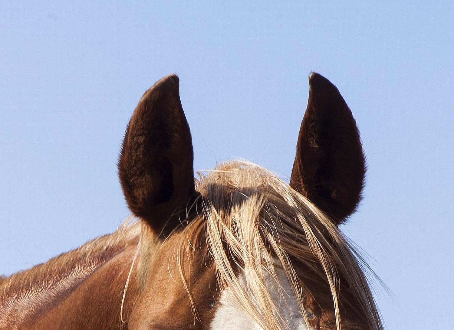 closeup of poll and ears of a horse