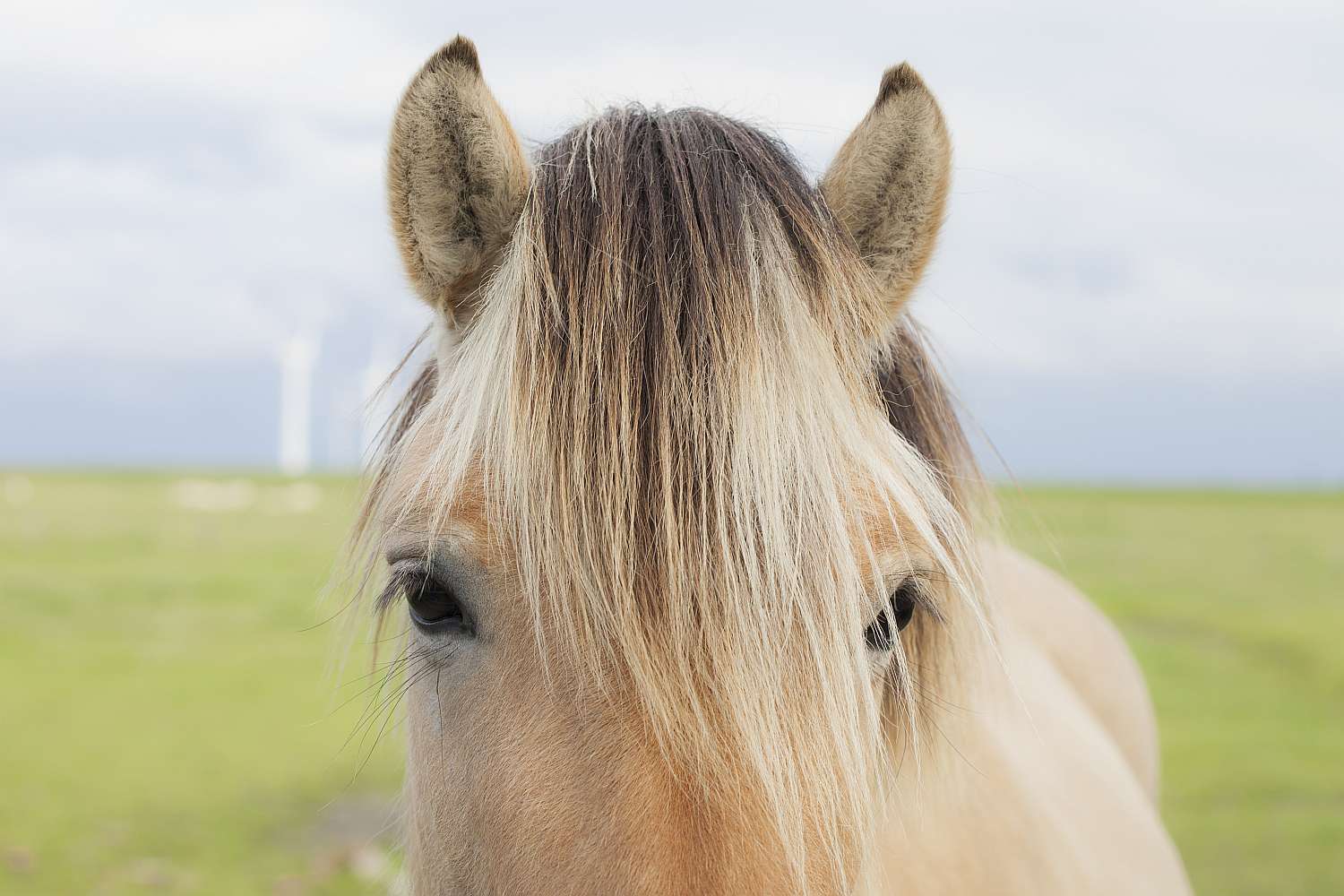 A close up of a horse's forelock.
