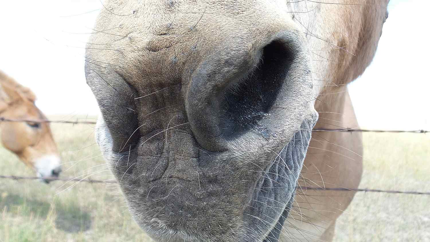 Close up of horse nostrils.