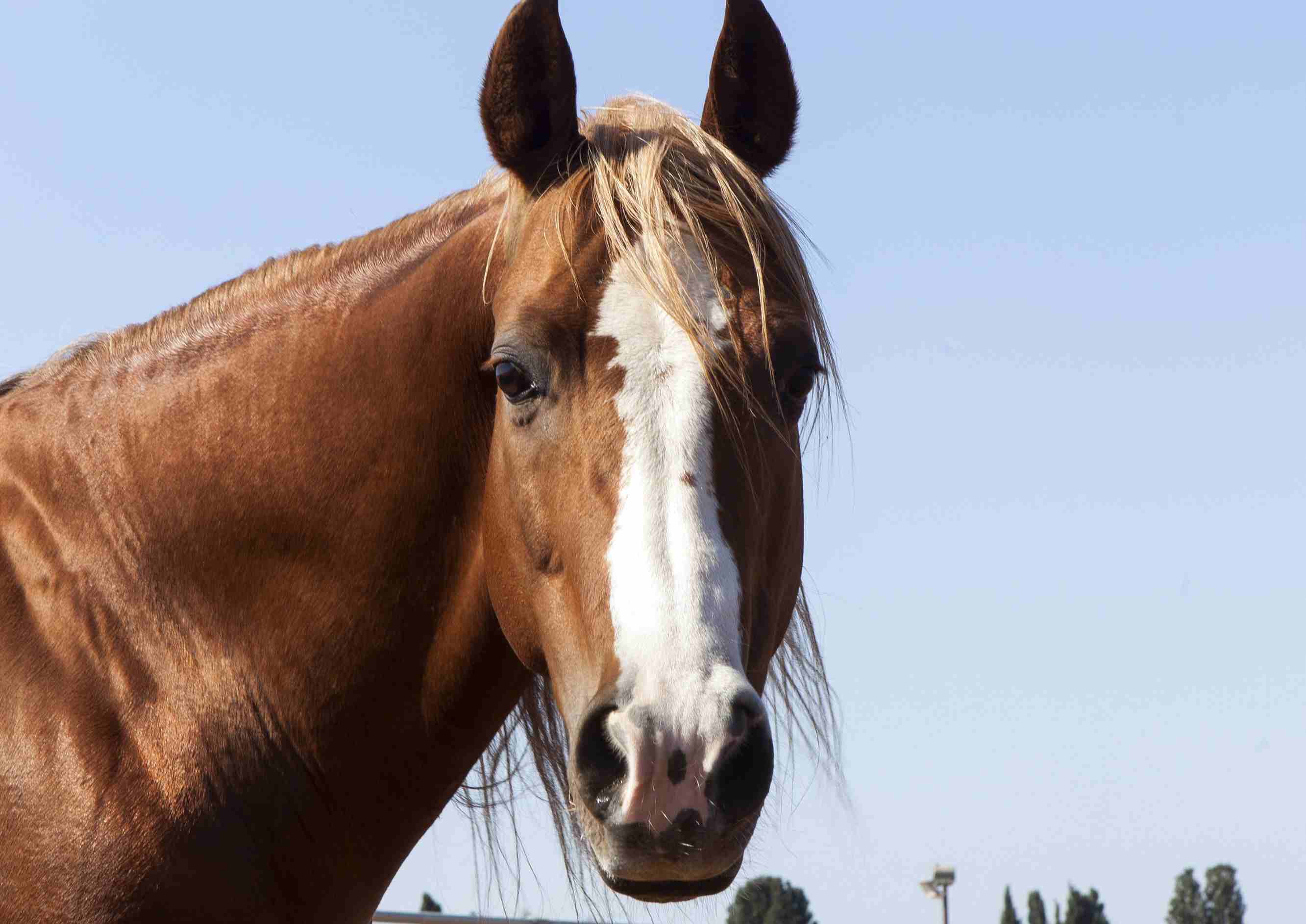 A horse looking directly forward.
