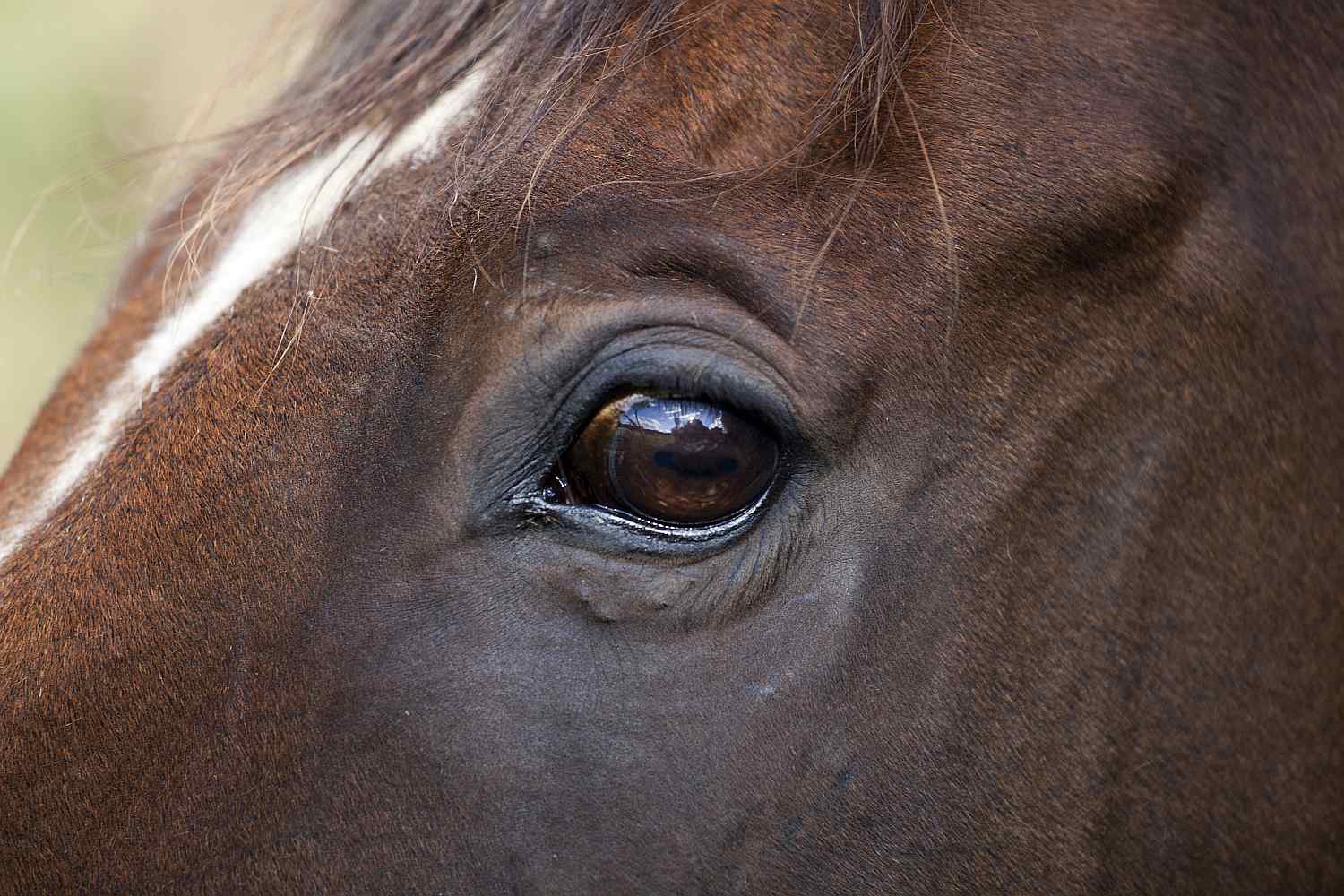 A horse's eye.