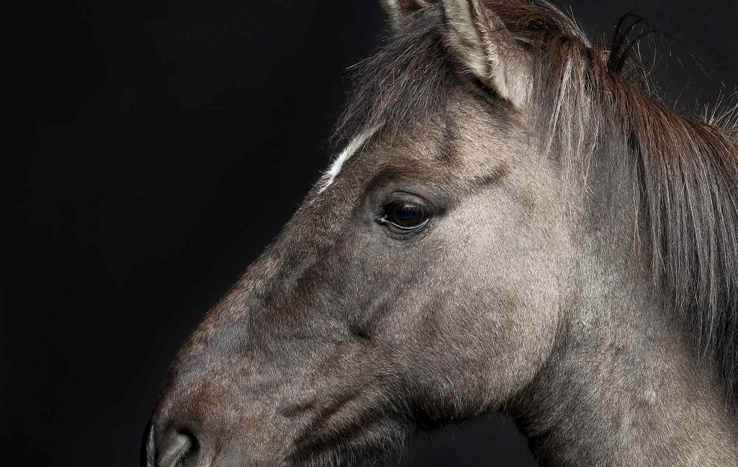 The cheek of a horse.