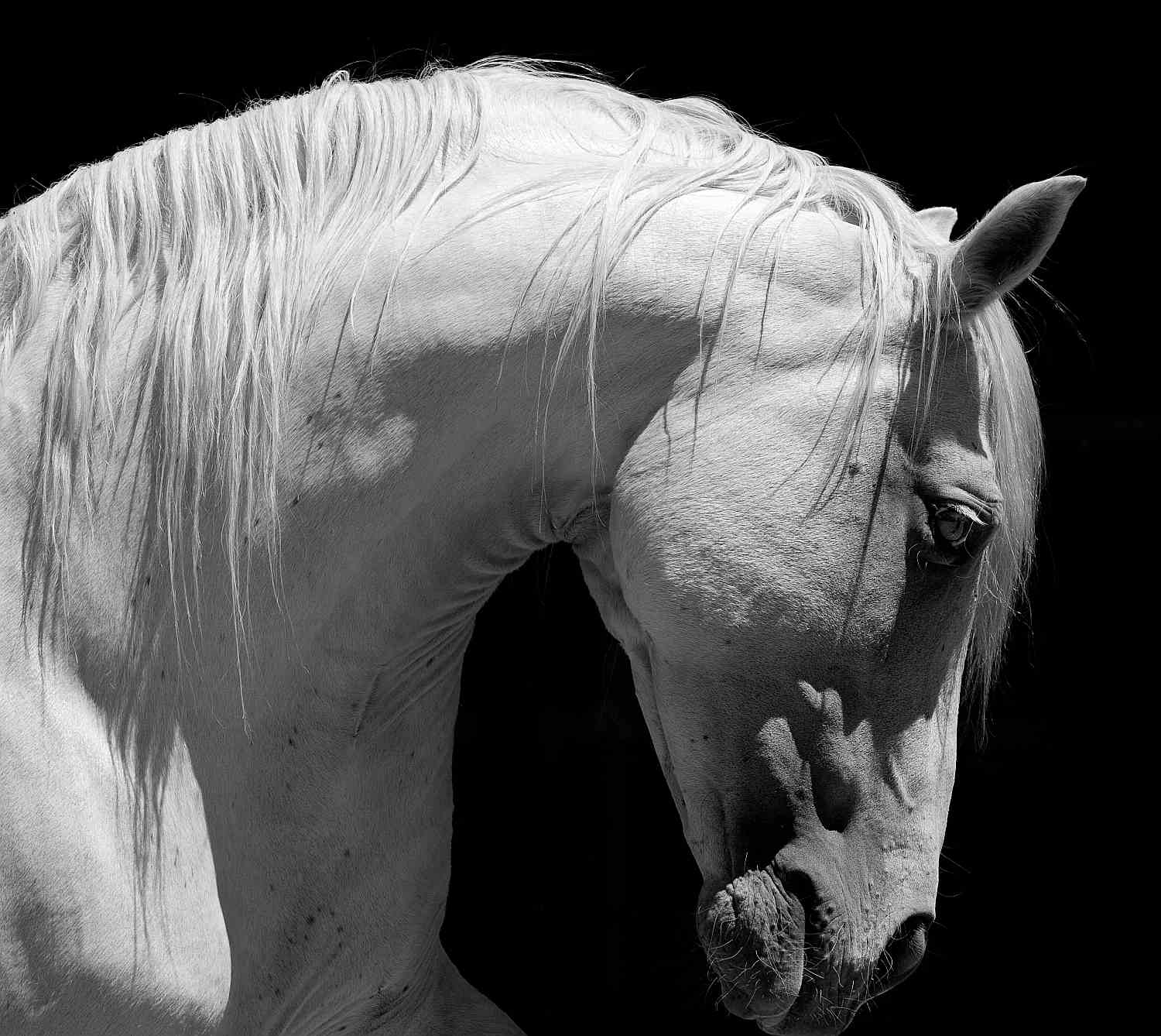 White horse with arched neck and heavy crest.