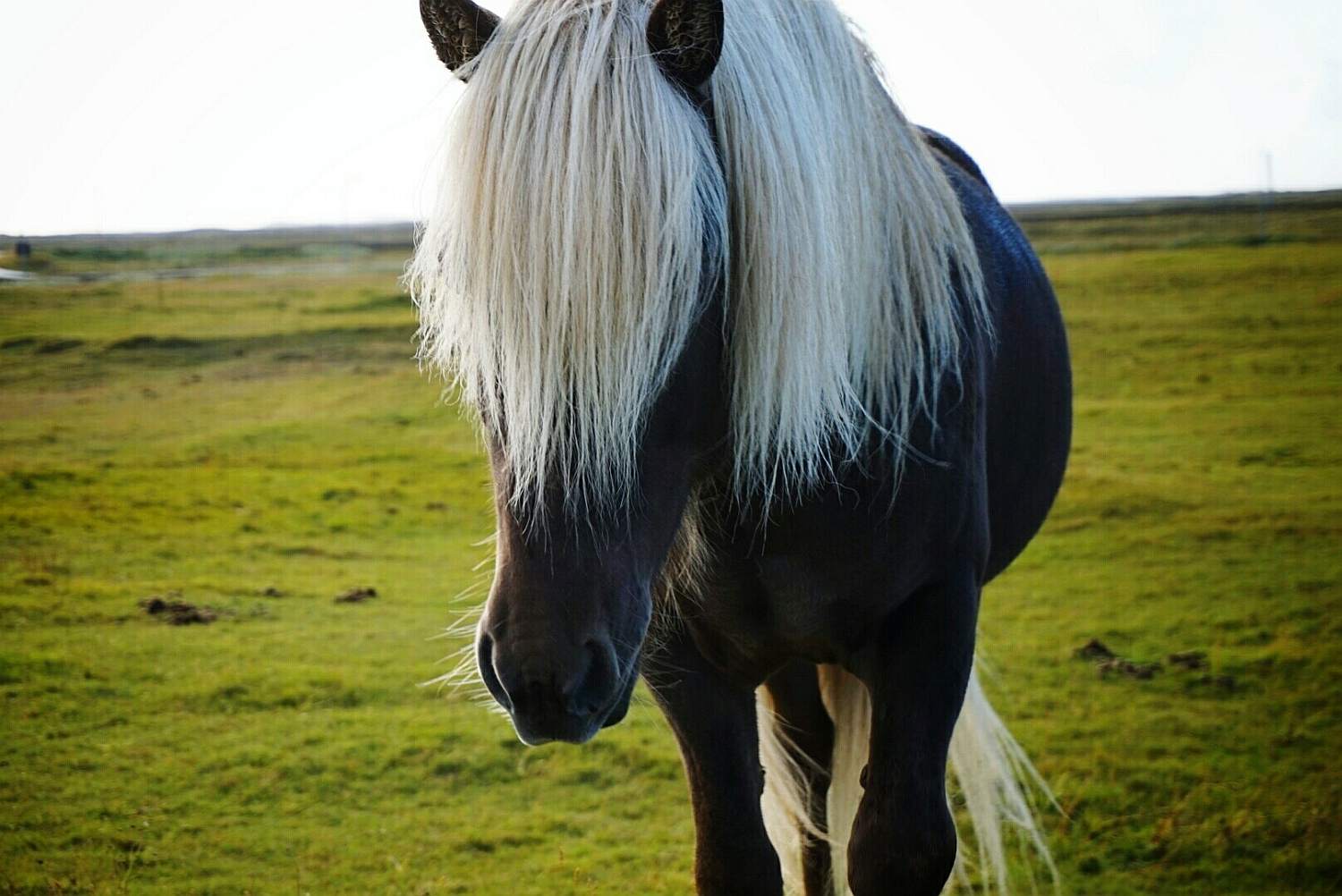 A horse with a white mane