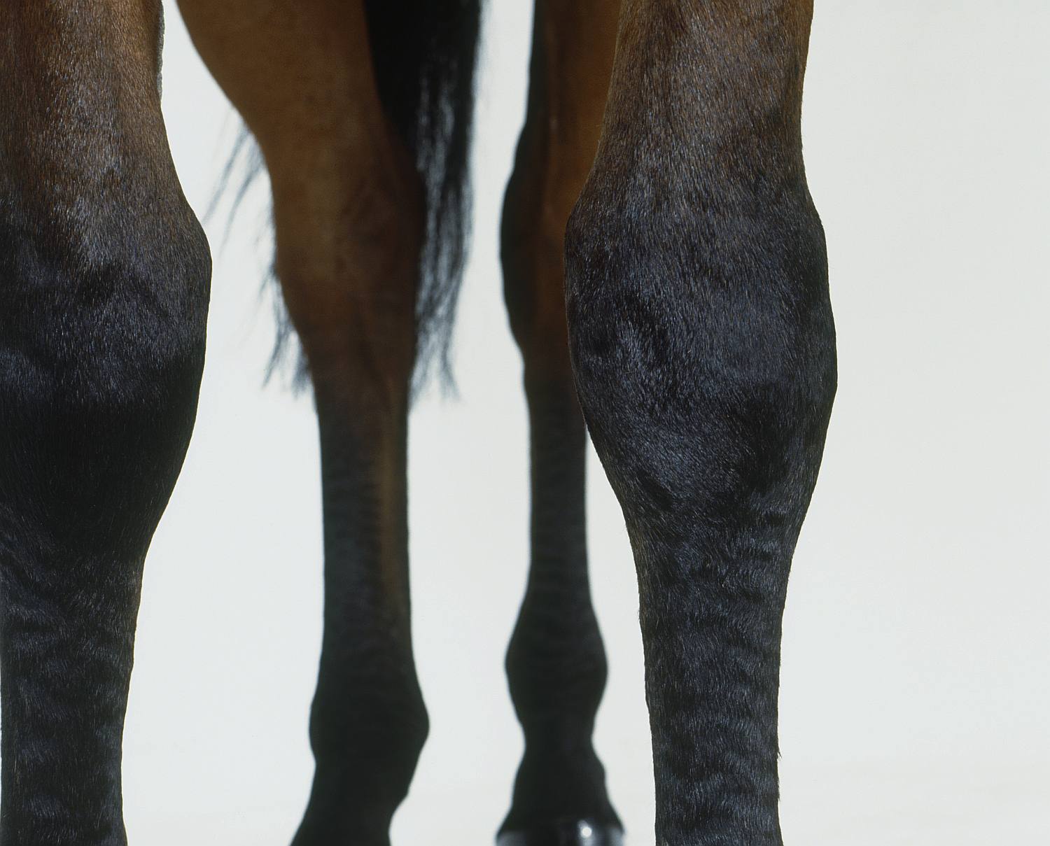 A horse's knee.