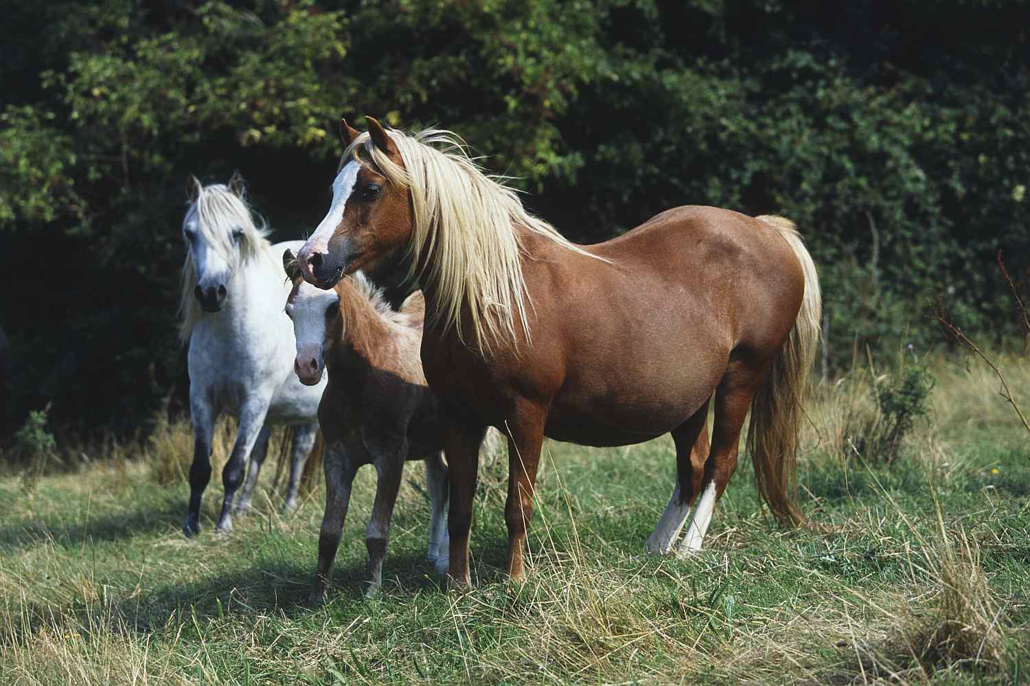 Pregnant mares and foal