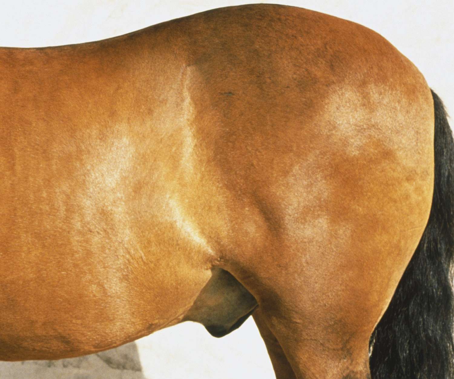 Hind quarters of a horse.