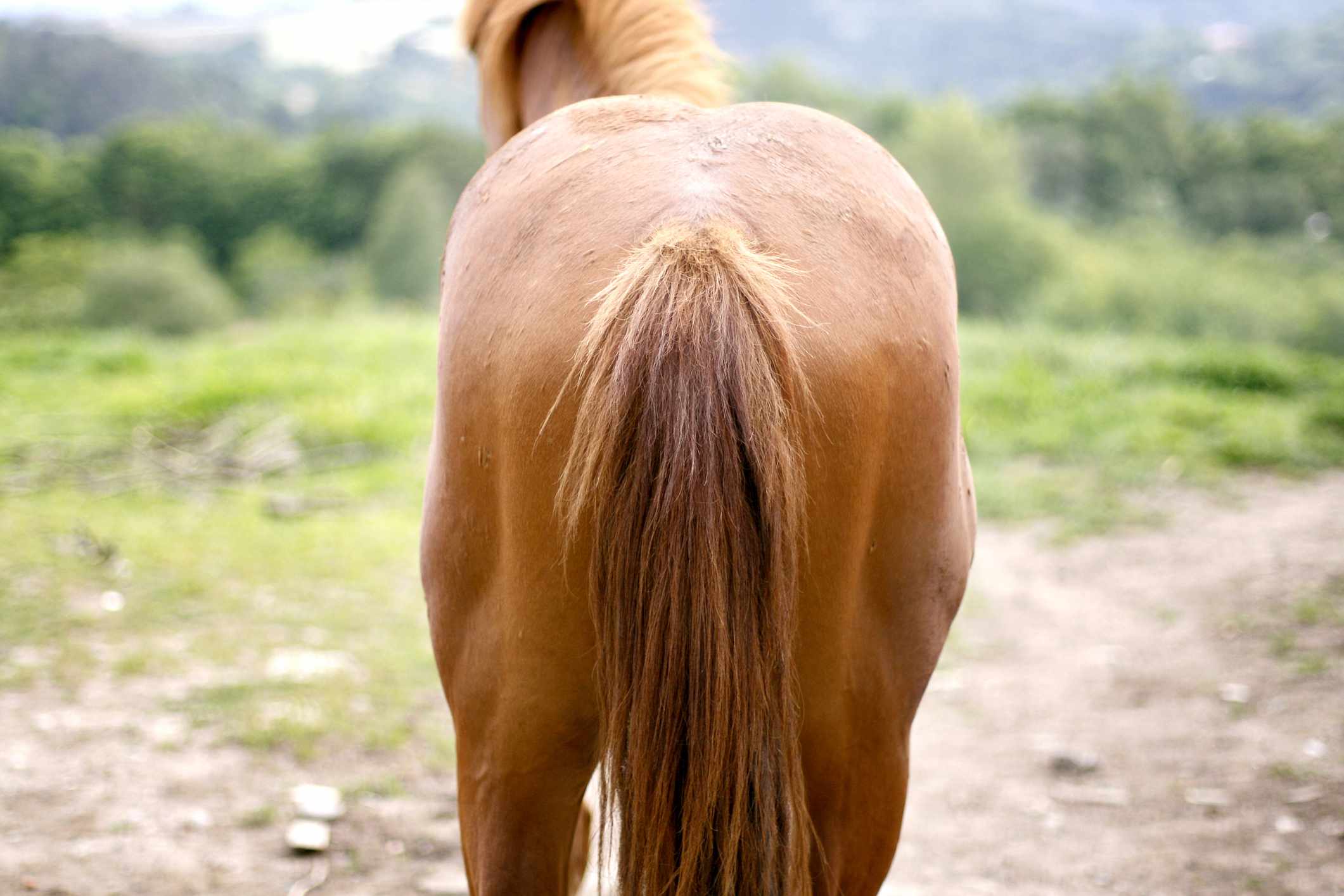 A horse's tail