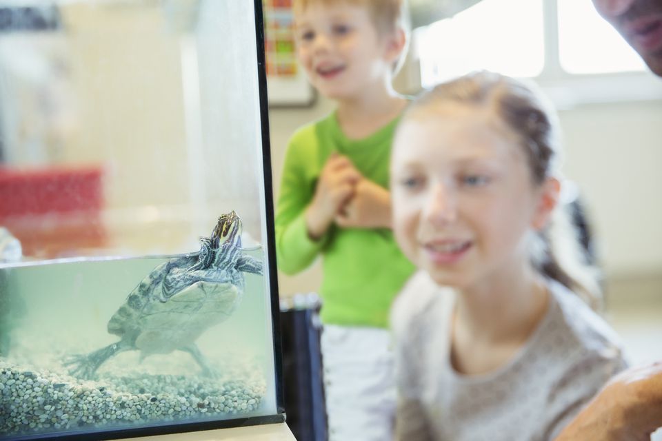 Girl watching turtle swim in glass tank